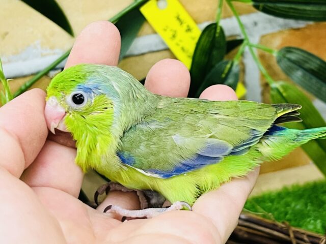マメルリハ