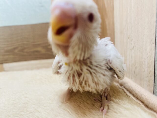 セキセイインコ