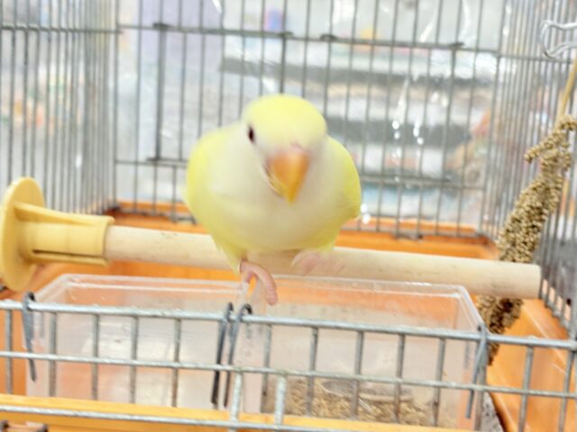 コザクラインコ（小桜インコ）