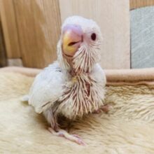 きゃわわん⸝⸝⸝🫶🏻どんな姿を見せてくれるんですか〜❓セキセイインコのファロー❤️