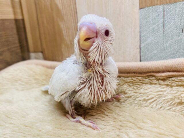 きゃわわん⸝⸝⸝🫶🏻どんな姿を見せてくれるんですか〜❓セキセイインコのファロー❤️