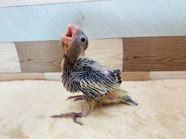 オカメインコ