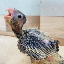 アピールは誰にも負けません✊🏻❤️‍🔥すらっと美脚さんのオカメインコ(ノーマル)