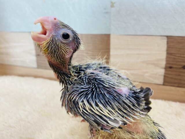アピールは誰にも負けません✊🏻❤️‍🔥すらっと美脚さんのオカメインコ(ノーマル)
