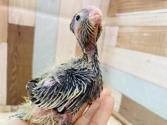 オカメインコ