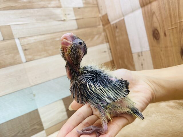オカメインコ