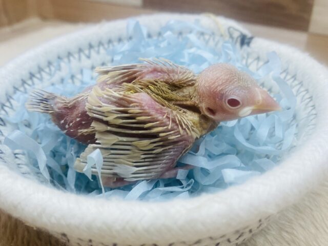 シナモン文鳥