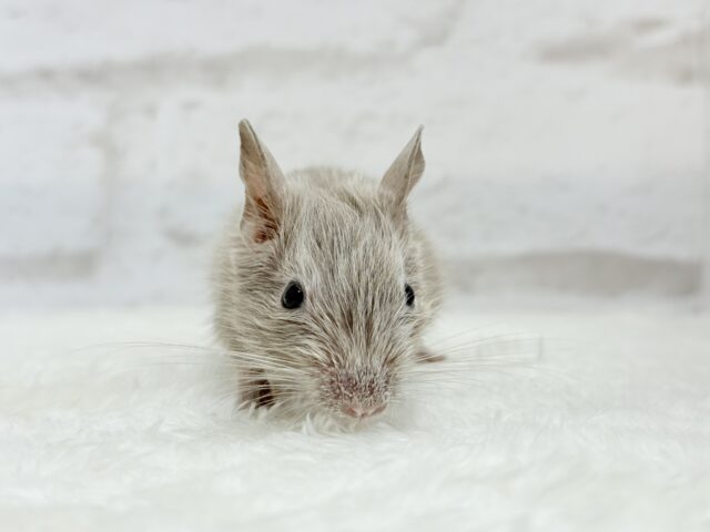 デグー