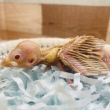 あわ〜いシナモンカラー楽しみですっ🧡シナモン文鳥‼️