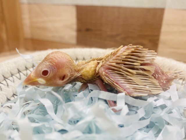 あわ〜いシナモンカラー楽しみですっ🧡シナモン文鳥‼️
