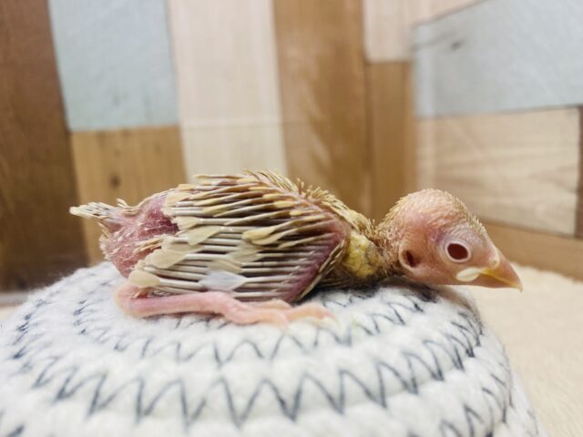シナモン文鳥