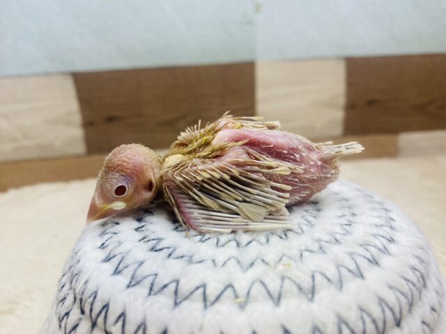 シナモン文鳥