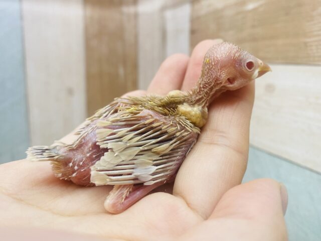シナモン文鳥
