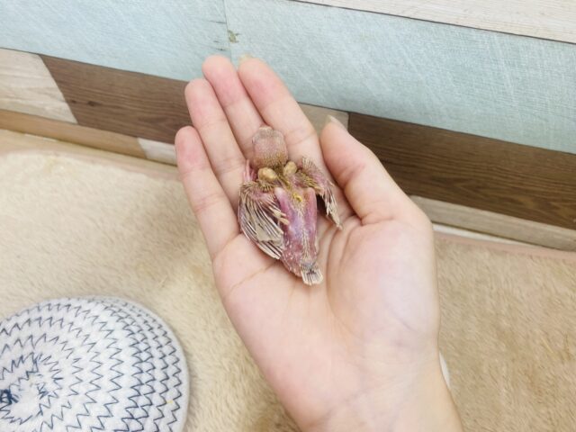 シナモン文鳥