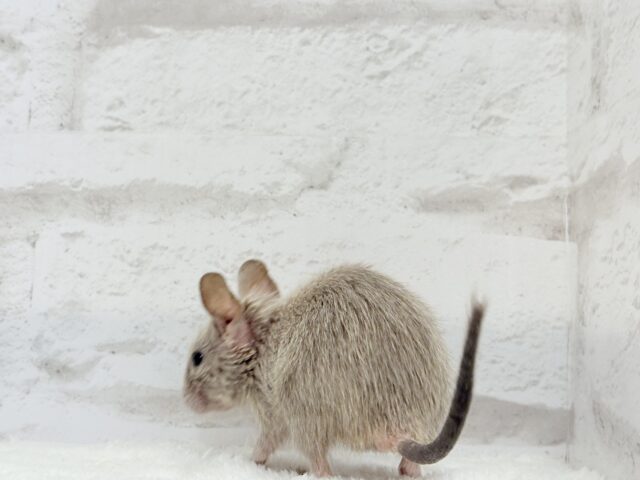 デグー