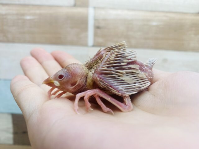 シナモン文鳥