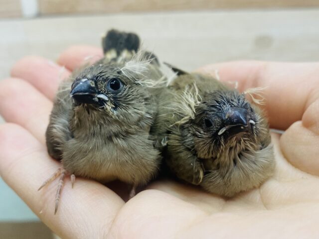 パヤパヤな髪飾りは今だけですよദ്ദി ˉ͈̀꒳ˉ͈́ )✧ちょこんとサイズのキンカ鳥さん🐤💕