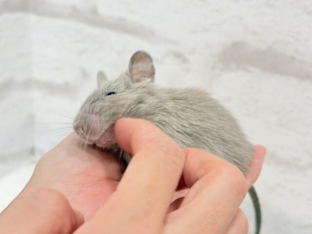 デグー