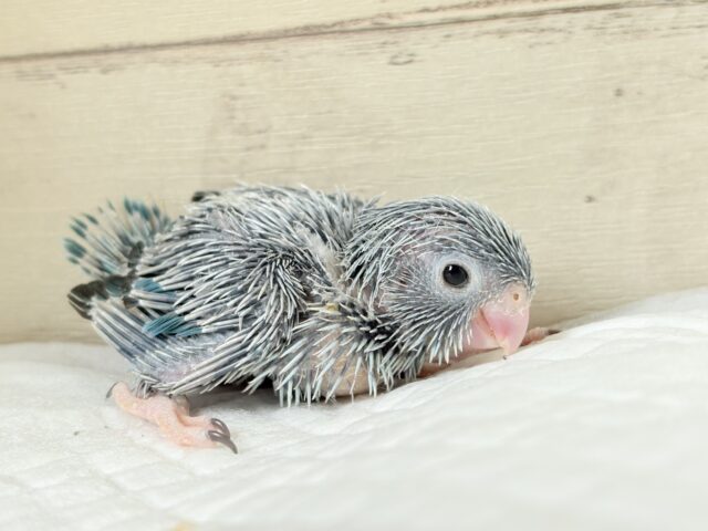 マメルリハ