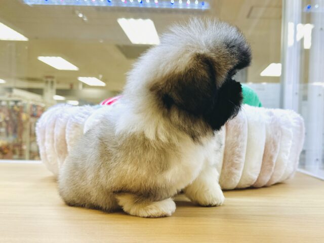 ペキニーズ