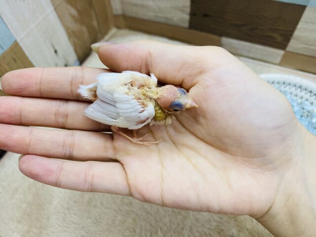 十姉妹（ジュウシマツ）