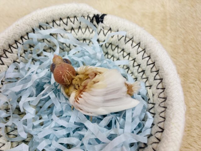 十姉妹（ジュウシマツ）