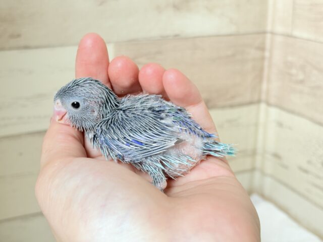 マメルリハ