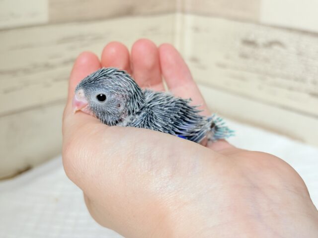 マメルリハ