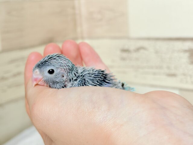 マメルリハ