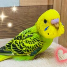 🍉夏休みはお家でゆっくりヒナのお世話をしませんか❓セキセイインコフェア開催日👏