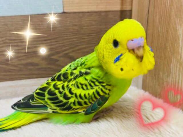 🍉夏休みはお家でゆっくりヒナのお世話をしませんか❓セキセイインコフェア開催日👏