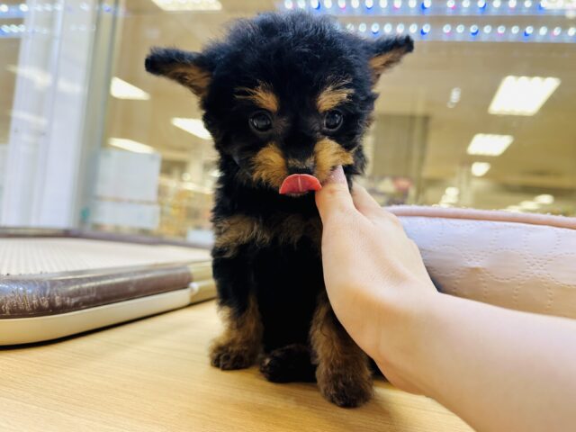 チワプー
