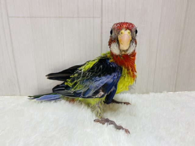 ナナクサインコ（七草インコ）