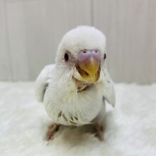 最新画像有ります👏きゃわわん⸝⸝⸝🫶🏻どんな姿を見せてくれるんですか〜❓セキセイインコのファロー❤️