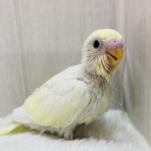 甘々クリームちゃんはいかがですか〜🍨✨ぱっちりおめめのセキセイインコクリーム🫶