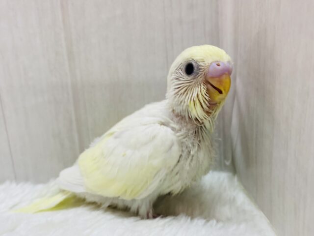 甘々クリームちゃんはいかがですか〜🍨✨ぱっちりおめめのセキセイインコクリーム🫶