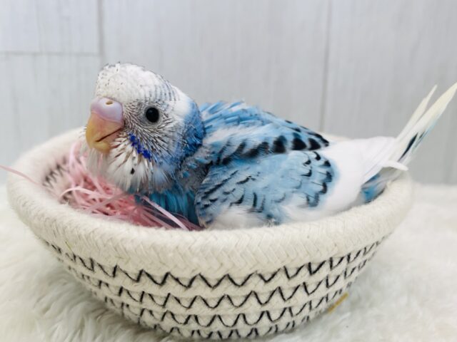青空担当は任せて︎ ︎︎︎︎︎‐`🩵☁️ ‪´セキセイインコのパイドカラー❣️