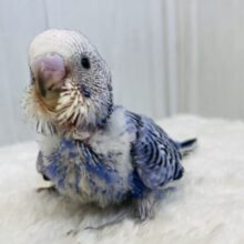 ビューンと飛行機ごっこ〜✈️💨セキセイインコのオパーリン⭐️