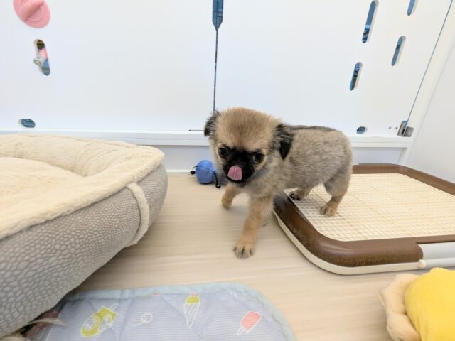 チワワ