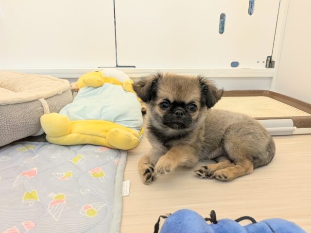 チワワ