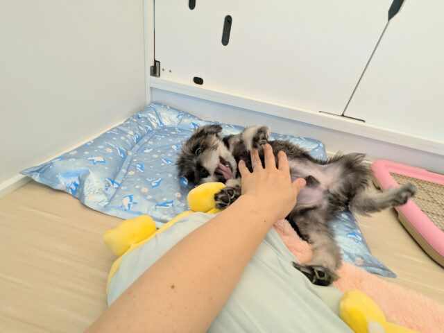 ミニチュアシュナウザー