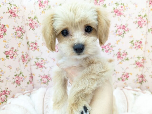 チワプー