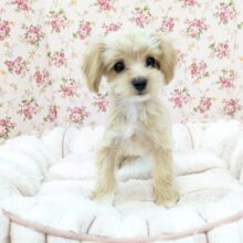 最新画像更新☆お目👀クリクリおてんばガール💗　ハーフ犬（チワワ×トイプードル）の女のコ　2025/7/4撮影