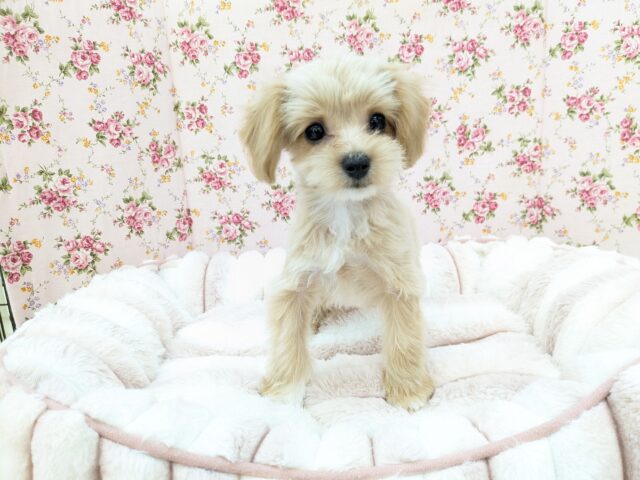 最新画像更新☆お目👀クリクリおてんばガール💗　ハーフ犬（チワワ×トイプードル）の女のコ　2025/7/4撮影