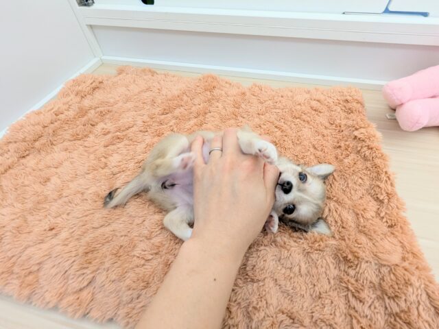 チワワ
