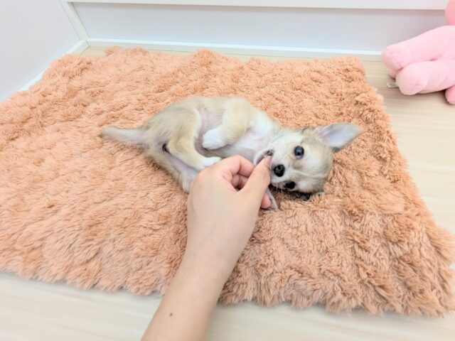 チワワ