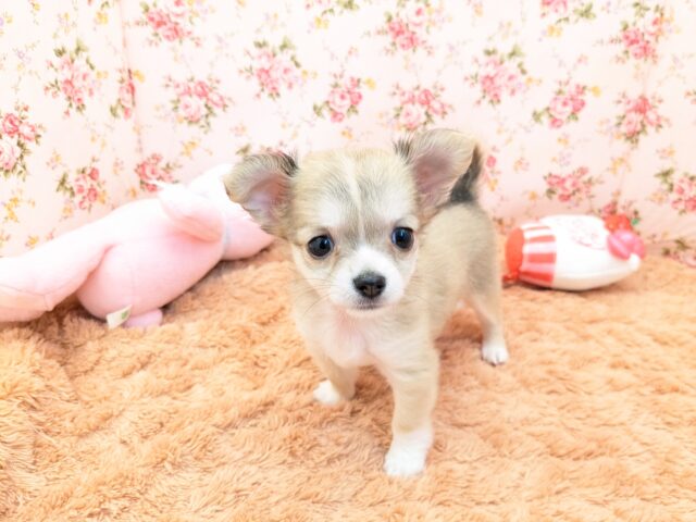 チワワ