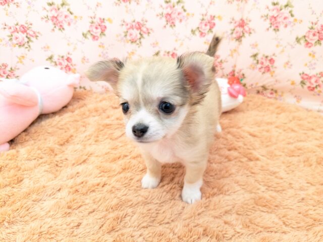 チワワ