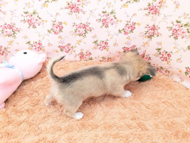 チワワ