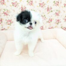 ハイテンションガール💗　狆の女のコ　2025/7/14撮影